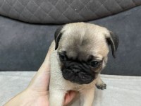 Pug Yavru Köpek