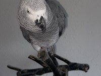 Full evcil 2.5 yaşında oyun hamuru gibi jakomuz