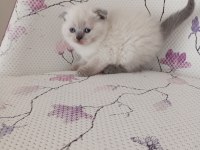 Bal Küpü Kar Topu Scottish Fold Bebekler