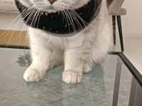 British Scottish Yavrularım