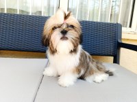 Eşsiz güzellikte shih tzu yavruları