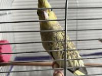 Sağlıklı Sultan Papağanımız