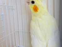 3 aylık yavru sultan papağanlar