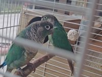 2023 bilezikli hazır garanti turkuaz konur takım