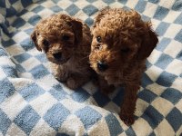 2 Aylık Red Poodle Bebeklerimiz Yeni Yuvalarını Arıyor