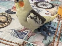 Yavru Sultan Papağanları