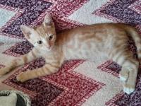 Sarı ve kardeşleri kediler