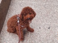 Poodle köpeğimiz rossie yeni sahibini arıyor