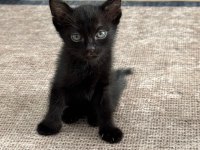 Güzel kızımın biricik scottish fold yavruları