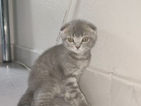 Scottish Ve British Yavrular