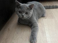 Safkan British Shorthair Yavru Kedimiz