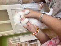 Oyuncu Safkan İran Kedisi Bebekler