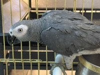 Genç Eğitime Açık Jako Papağanı