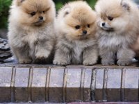 Ayı Surat Gülen Yüz Pomeranian Boo