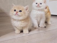 Her kodda disi erkek show kalite safkan