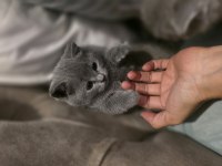 2 aylik british shorthair kızımız