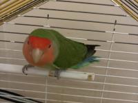3 yaşında sevda papağanı