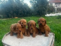 Büyümeyen Maltipoo Yavrularım