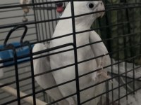 Sultan papağanı ele alışık