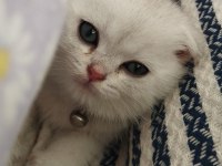 60 Günlük Scottish Fold Bebiş