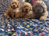 Irk Ve Kg Garantili Toy Poodle Bebeklerimiz