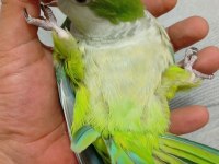 8 Aylık Evcil Monk Papağanı Mırıldanmaya Başladı