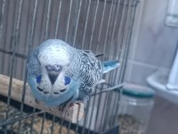 30 Günlük Ele Kola Alıştırmalık Muhabbet Kuşları