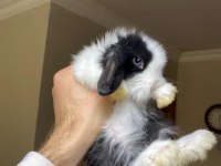 Evcil Hollanda Tavşanlar Her İle Gönderilir