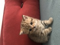 British Yavru Kedimiz