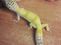 Leopard Gecko