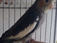 Yavru sultan papağanı