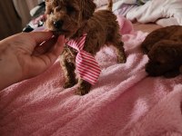 Toy Poodle 3 Aylık