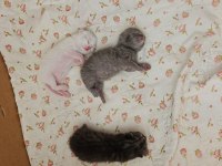 Scottish fold yavrularımıza yeni yuvalarını arıyoruz