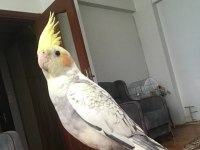 6 Aylık Erkek Sultan Papağanı