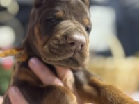 Avrupa’nın En İri European Doberman Yavruları