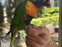 Özel Eğitimli Dans Eden Konuşan Maskot Lori