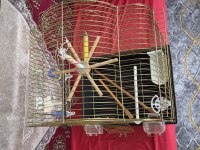 1 Adet Erkek Yavru 6 Aylık Muhabbet Kuşu Ve 2 Adet Kuş Kafesi