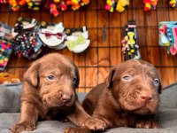 Enerji Dolu Labrador Yavrularıyla Hayatınıza Neşe Katın!