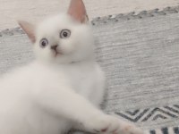 British shorthair blue point