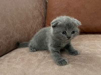 British Shorthair Bebeklerimiz Yeni Yuvalarını Arıyor