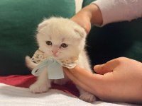 Beyaz erkek scottish fold bicolor