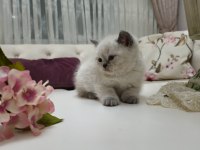Güzel Scottish Fold Bebeklerim