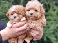 Efsane maltipoo yavruları