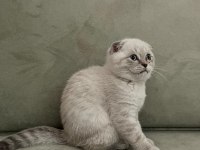 Scottish fold safkan