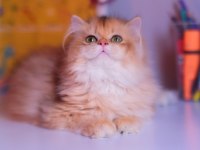 Safkan Şecereli Ny 12 Erkek British Longhair