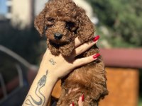 Toy Poodle Yavrularımız Yuvalarını Arıyor