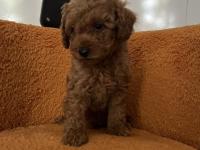Toy Poodle Bebek Köpeklerim