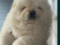 Harika chow chow yavru köpeklerimiz