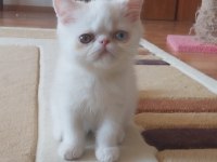 Old Eyes 2 Aylık Erkek Yavru Kedimiz