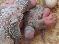 Muhabbet Kuşu Alıştırmalık